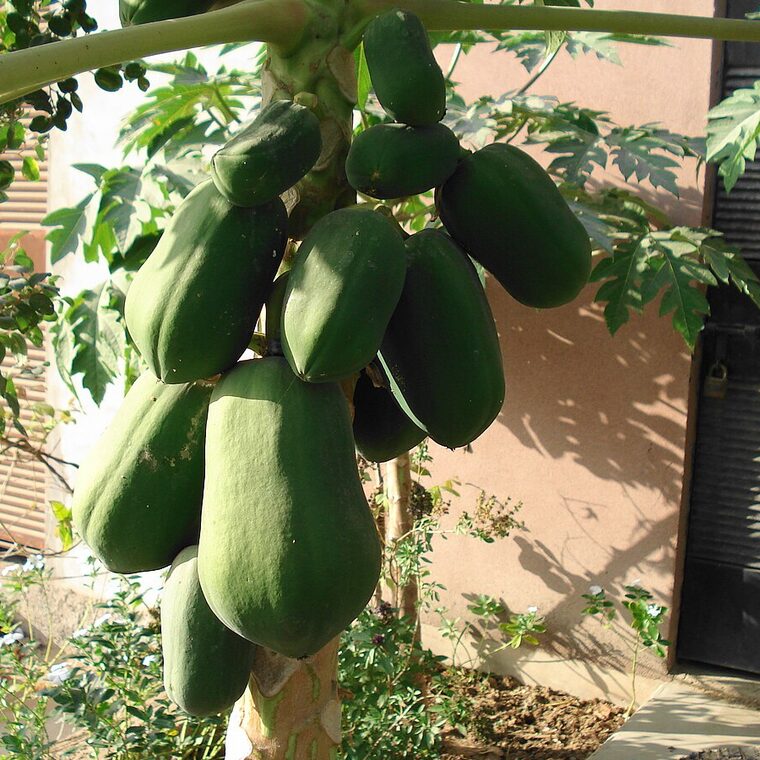 Mamoeiro com frutos