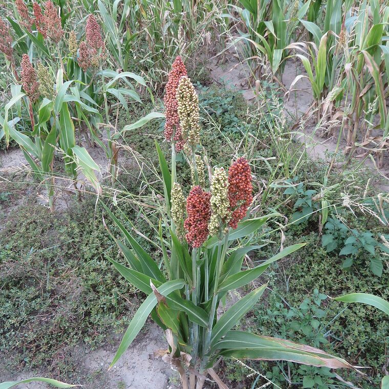 Plantação de sorgo